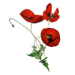 Front view of Flower Plant (Papaver rhoeas Common Poppy 2.2) Tree white background 3D Rendering Ilustracion 3D	