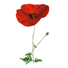 Front view of Flower Plant (Papaver rhoeas Common Poppy 3.2) Tree white background 3D Rendering Ilustracion 3D	