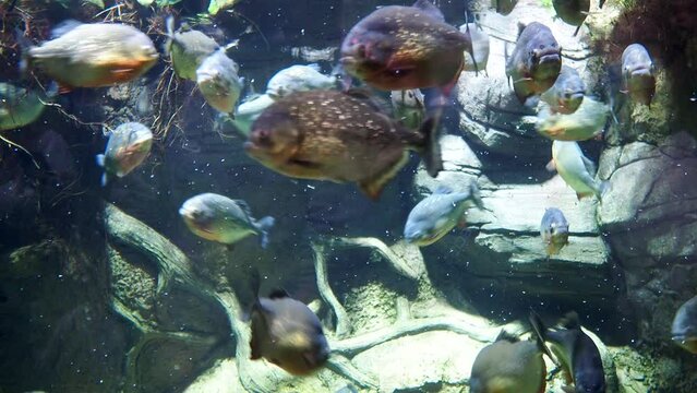 Aquarium fish. Aquarium piranhas pounced on a piece of meat. Piranha feeding. High quality 4k footage