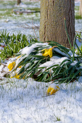 Drooping yellow blossom on a spring sunny day. Beautiful daffodil's drooping under the weight of an early spring snow storm.  Background of brilliant white snow.