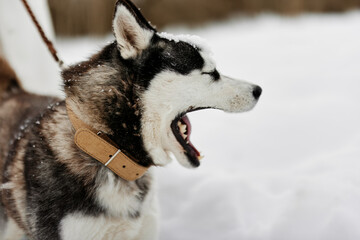 young woman with husky outdoor games snow fun travel winter holidays © SHOTPRIME STUDIO