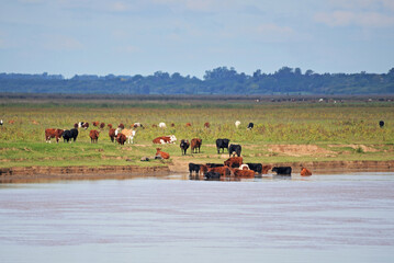 Paisaje isleño de Baradero, Argentina