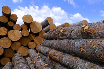 edged board production of wood for sawing birch bark