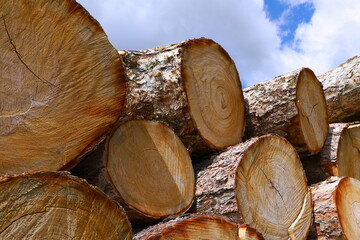 edged board production of wood for sawing birch bark