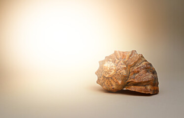 seashell on the beach