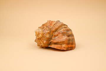 sea shell on white background
