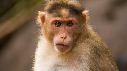 Close-up shot of Rhesus macaque monkey portrait