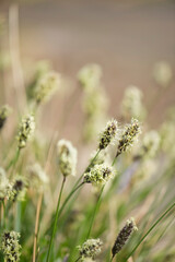 Blühende Gräser im Wind