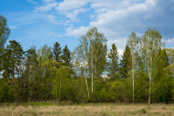 Spring forest landscape with birch trees and fir-trees and bushes. A backing from trees with fresh green foliage for branding, calendar, card, screensaver, wallpaper, poster, banner, cover, website