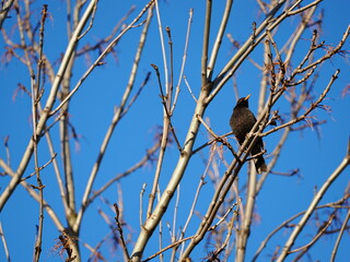 Male blackbird on a branch without leaves.