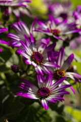 Obraz premium Daisy flowers with purple border on flowers. 