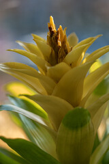 Obraz premium Exotic branches of yellow tropical plants.