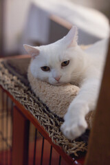 白の保護猫（a cute white rescued cat）