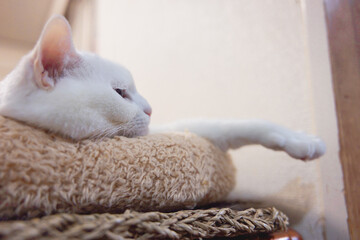 白の保護猫（a cute white rescued cat）