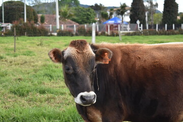 cows in the field