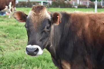 Fototapeta premium cow on the farm