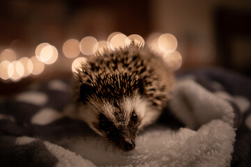 Close-up shot of a cute hedgehog with a blurred background of Christmas lights © Austin Smith/Wirestock Creators