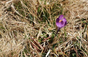 crocus, Auvergne