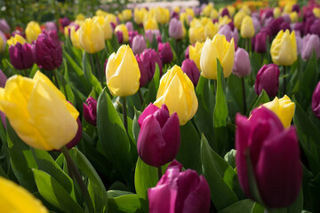 Colorful tulips in the Garden of Europe. Keukenhof, Lisse, Netherlands