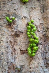 Ficus Racemosa, Fig fruit, with its dense fruit growing on the trunk in the family Moraceae.