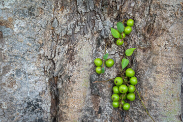 Ficus Racemosa, Fig fruit, with its dense fruit growing on the trunk in the family Moraceae.