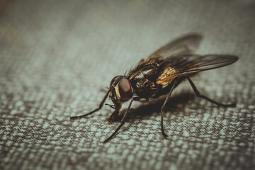 Close-up shot of a fly on a checkered texture with a blurred background - obrazy, fototapety, plakaty