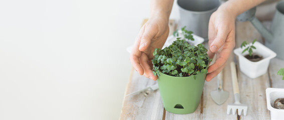 Young tomatoes, parsley, chives, arugula micro greens. Home small garden and agriculture concept. Young woman with watering can planting herbs and vegetables at home in the pots. Banner copy space