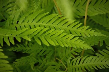 beautiful natural background of fern leaves, plants