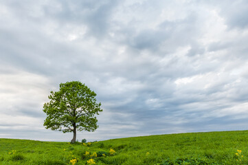 Fototapeta na wymiar Lonely green oak in the field. Spring landscape with frown, thunderstorm sky.