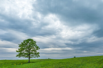 Fototapeta na wymiar Lonely green oak in the field. Spring landscape with frown, thunderstorm sky.