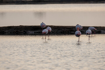 Kuba-Flamingo Phoenicopterus ruber Salinas del Odiel Huelva Spanien