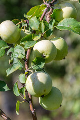 green apples on the branches