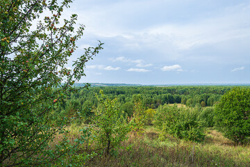 forest summer landscape