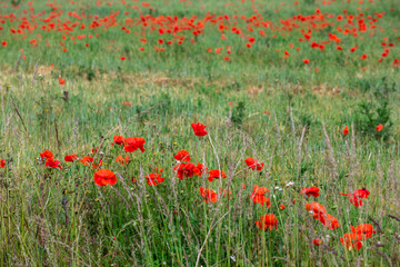 A field of red poppies, summer