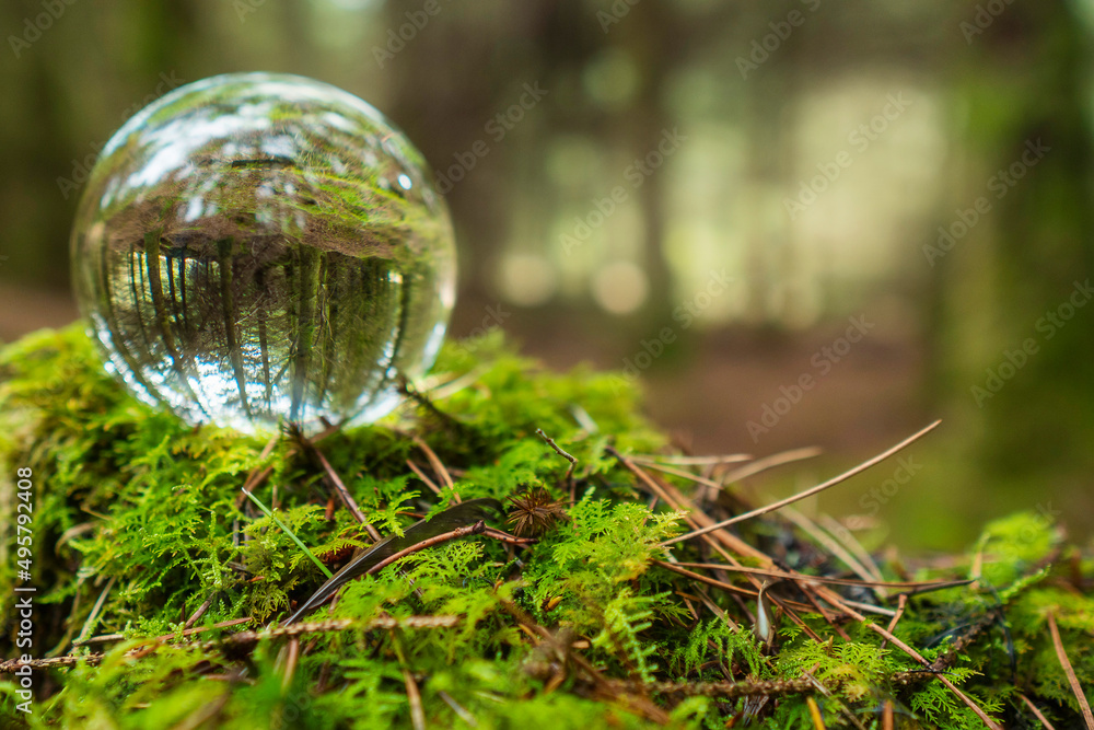 Wall mural glass ball on a moss in a forest. trees reflection. selective focus. nobody. abstract nature backgro