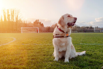 Golden adult retriever dog sitting on a grass football or soccer field. Goal post in the background. Animal car concept. Big funny pet on a training ground. © mark_gusev