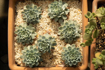 Echeveria succulent. Plant varieties. Beautiful plants in pots.