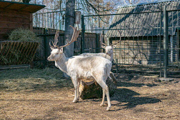 View of white fallow deer standing and looking side in zoo