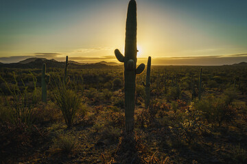 Sunset in the Sonoran Desert 