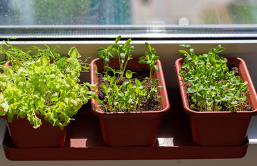Lettuce, basil and parsley sprouts in the ground and leaves close-up. Young green seedlings. Growing greenery at home on the window. Microgreen in a pot. Home garden, greenhouse.