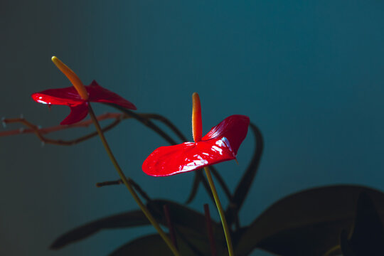 Abstract floral background. Anthurium flower close-up. Red flower macro. Red anthurium on a blue background