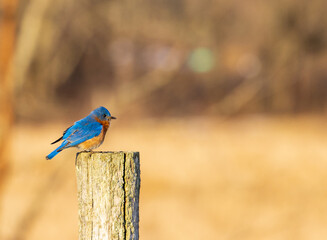 Blue bird overlooking blurred golden wheat field
