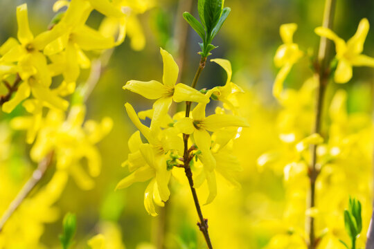 Forsythia petals close up. Blooming Easter tree in the garden. Spring yellow floral wallpaper. Golden flowers of forsythia bush