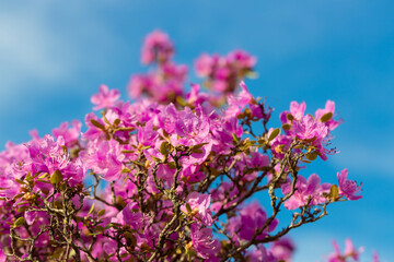 Naklejka premium Rhododendron blossoms close up on blue sky. Nature floral background. Purple Azalea flowers in spring. Seasonal spring wallpaper.