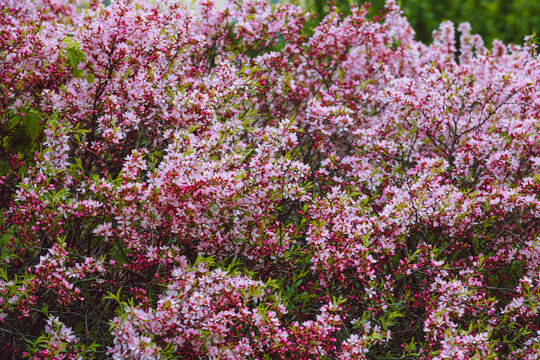 Prunus tenella blossoms close up. Nature floral background. Pink dwarf Russian almond flowers in spring. Seasonal wallpaper. Blossom tree branch