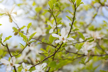 Magnolia kobus blossoms close up. Nature floral background. White magnolia flowers in spring. Seasonal wallpaper. Blooming Kobushi branch on blurred background