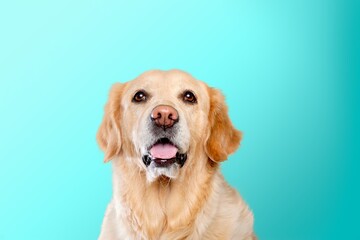 Cute dog on blue background