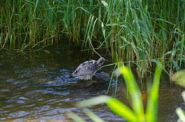 Grey wet bird in the reeds of the lake