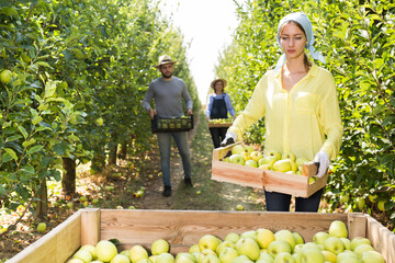 Obraz premium Portrait of smiling attractive girl with freshly harvested apples in wooden box on farm
