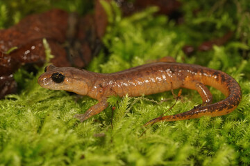 Lateral closeup on an adult, almost red, Californian Ensatina eschscholtzii salamander